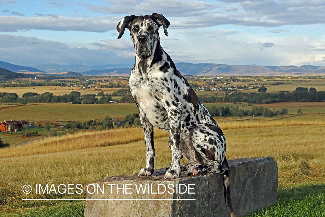 Great Dane on rock.