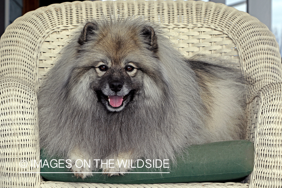 Keeshond on patio chair.