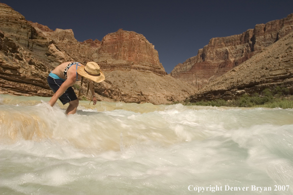 Woman walking in the Little Colorado River.  Grand Canyon.