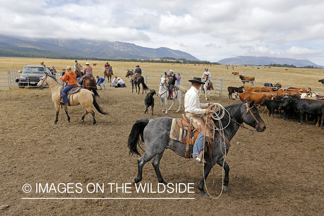 Coyboys and cowgirls herding cattle to be branded.