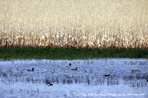 Redhead ducks on wetlands