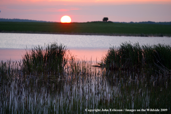 Sunset on wetlands