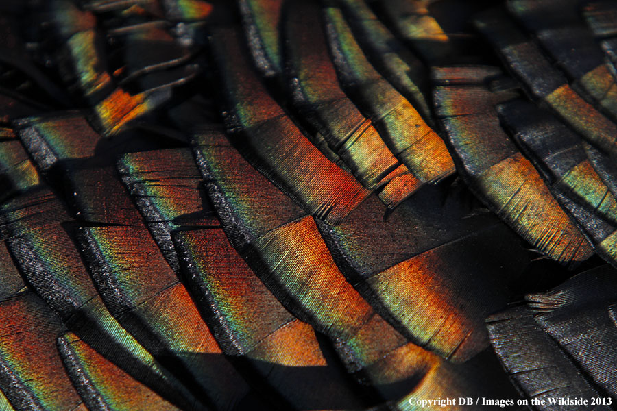 Merriam Turkey feathers.