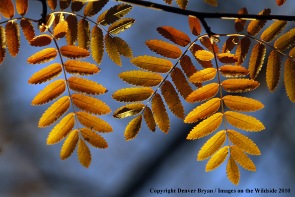 Autumn Vegetation