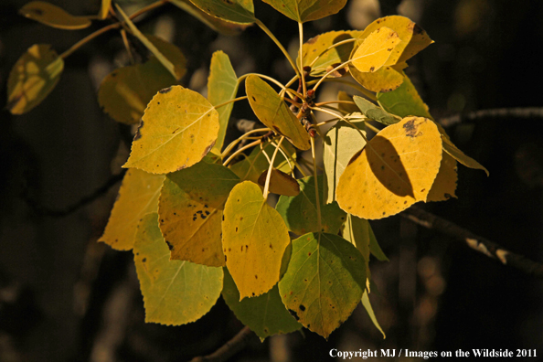 Aspen trees in the fall.