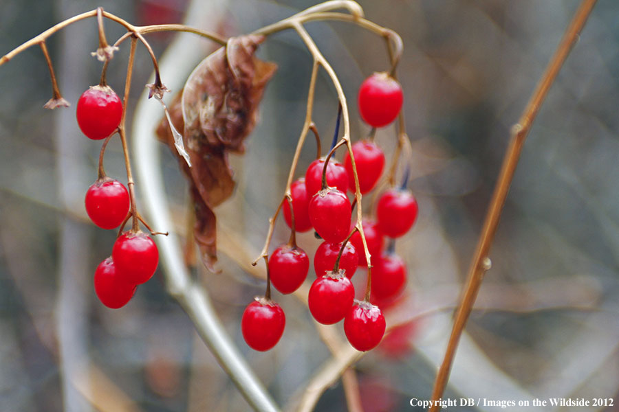 Fall vegetation with red berries.