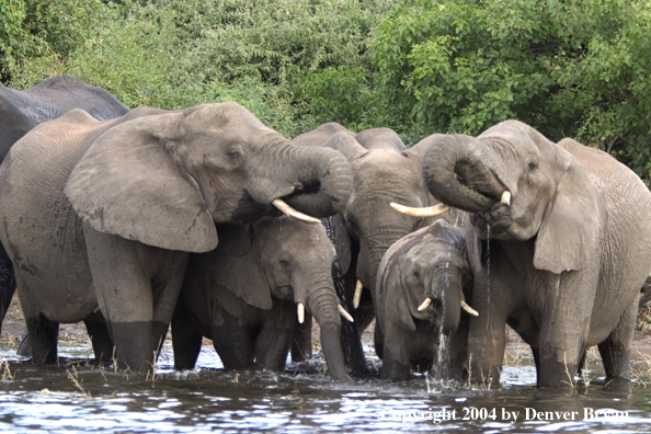 African elephants at watering hole.