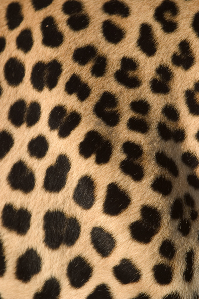 Close-up of leopard spots