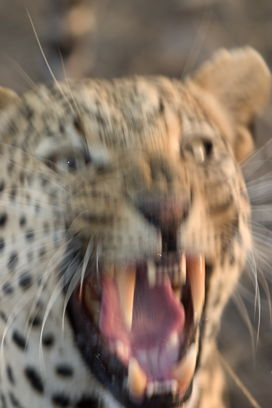 Leopard snarling (portrait).  Africa 