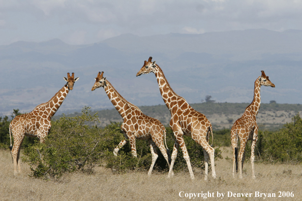 African Reticulated Giraffes