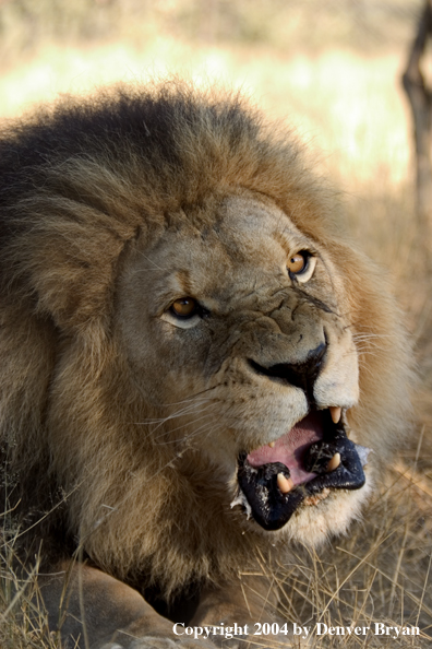 Male African lion in habitat. Africa