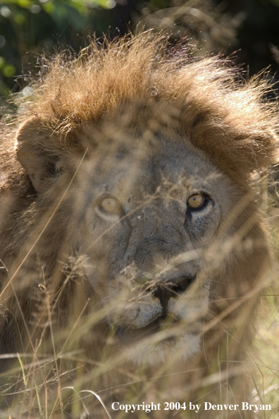 Male African lion in the bush.