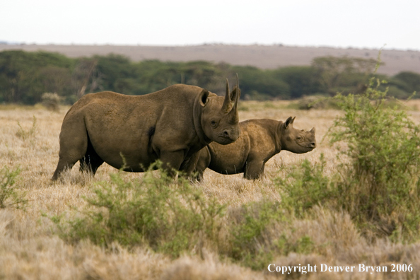 Black rhino in Africa.