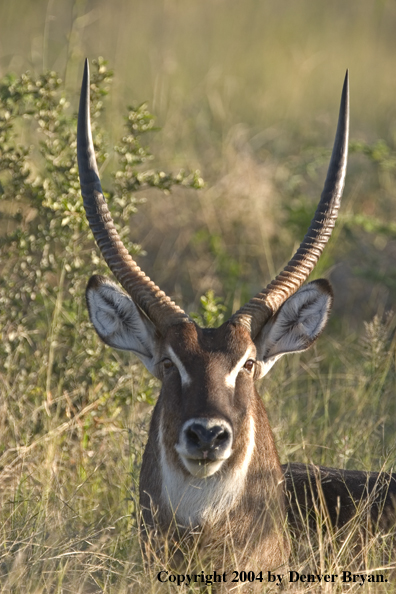 Common Waterbuck bedded down.