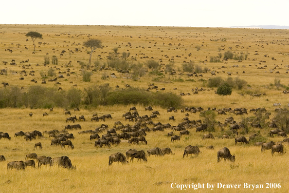 Wildebeast Migration Africa