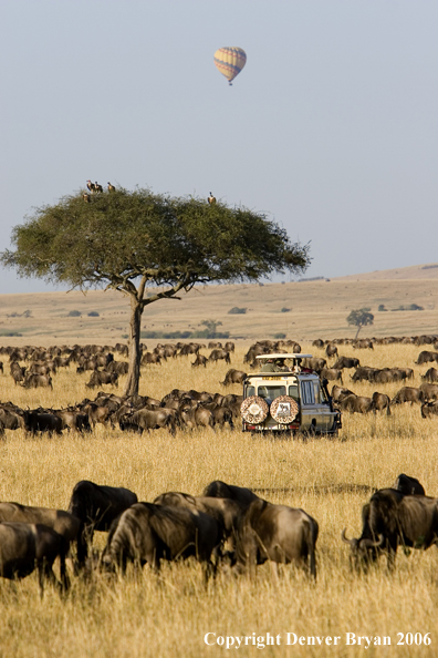 Wildebeast Migration Africa