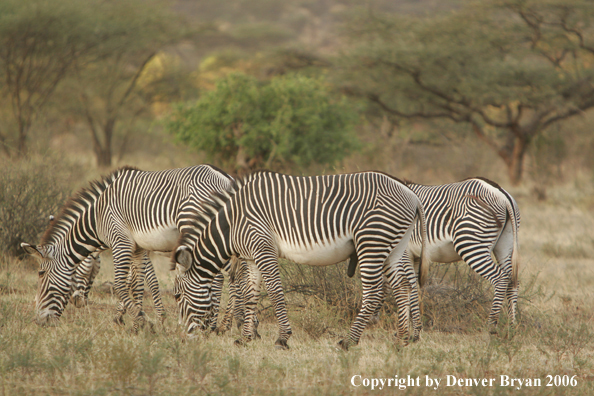 Grevy's Zebra