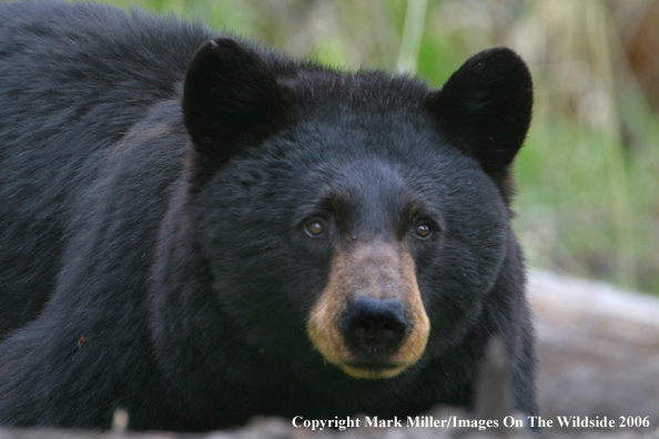 Black bear in habitat.