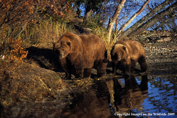 Brown Bears in habitat