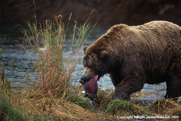 Brown Bear in habitat