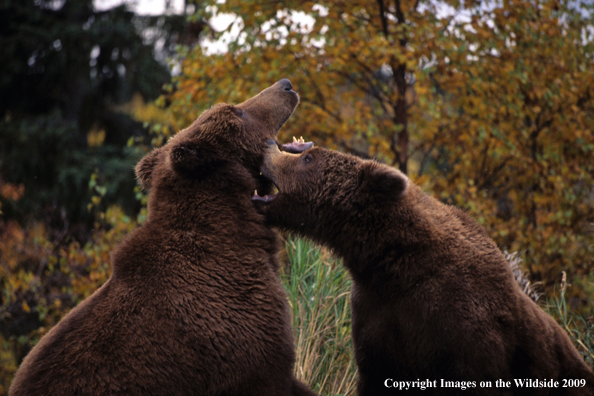 Brown Bears in habitat