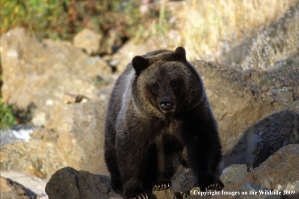 Grizzly bear in habitat