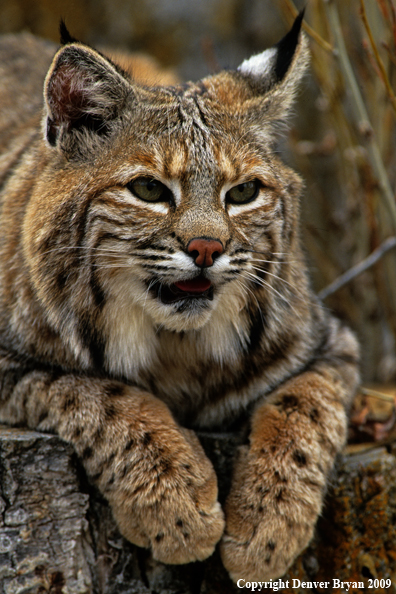 Bobcat in habitat (portrait)