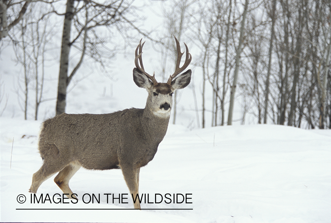 Mule deer in winter.