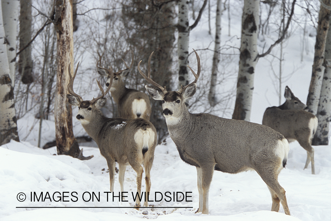 Mule deer bucks and doe in winter.