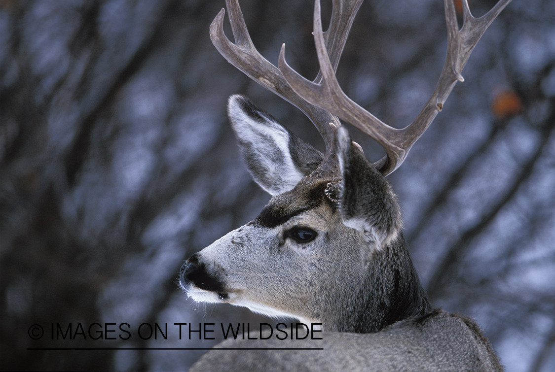 Mule deer buck in winter.