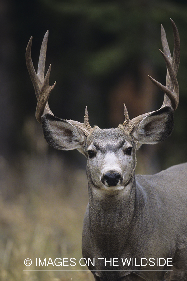 Mule deer in habitat.