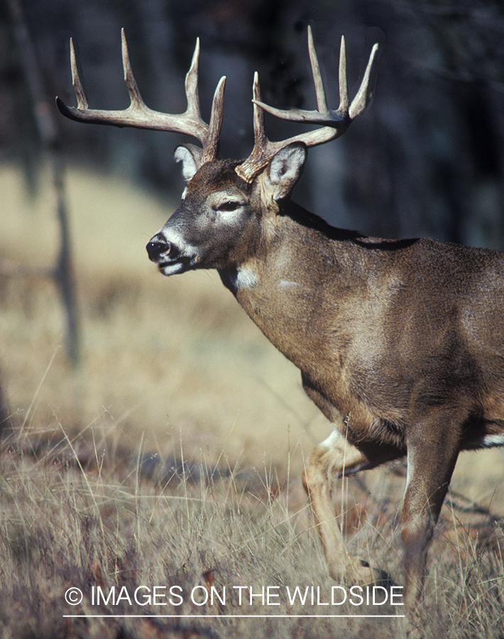 Whitetailed deer in habitat.