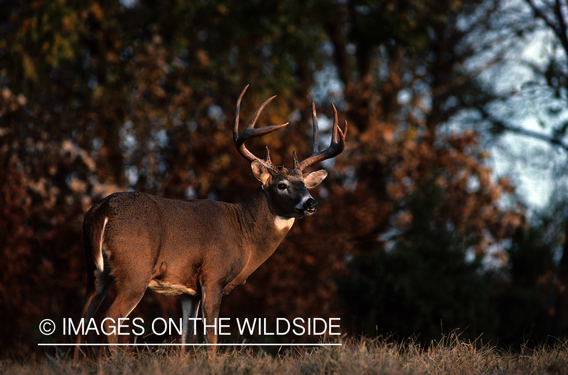 White-tailed deer in habitat