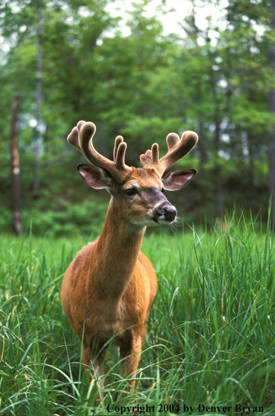 Whitetailed deer in velvet.