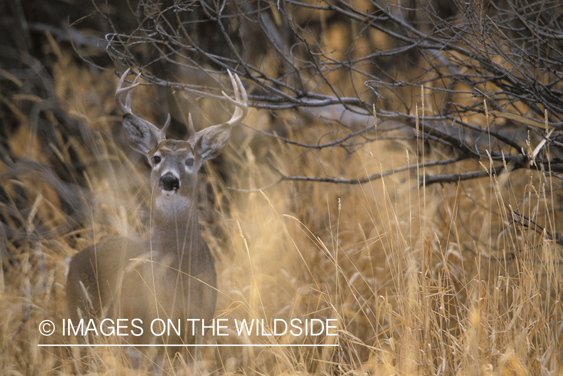 Whitetailed deer in habitat.