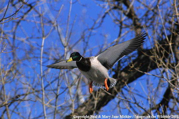 Mallard Duck in Flight