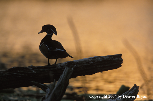 Wood Duck drake on log