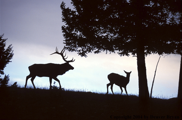 Bull and cow elk in habitat.