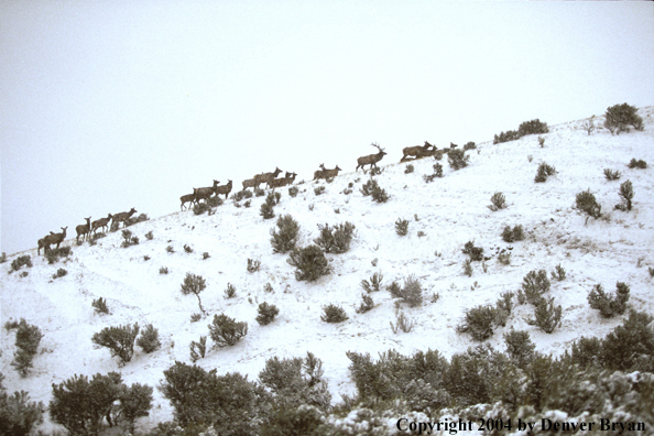 Herd of elk in habitat.