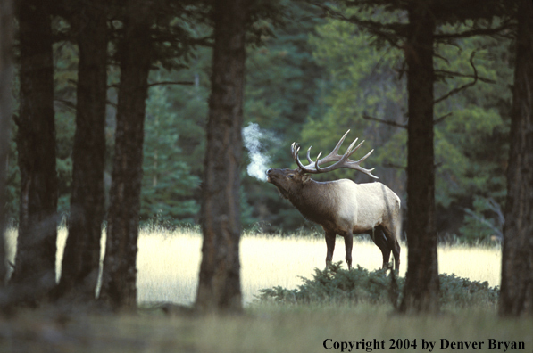 Bull elk bugling.