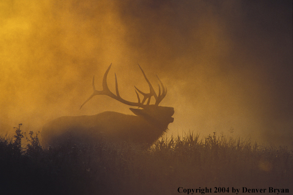 Bull elk bugling