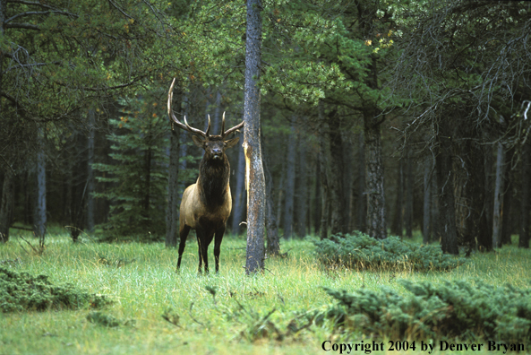 Bull elk at rub.