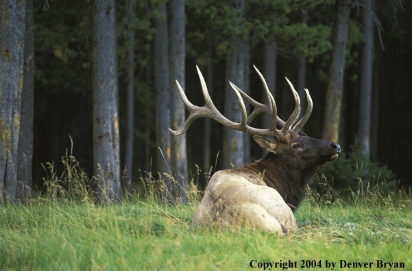 Bull elk bedded