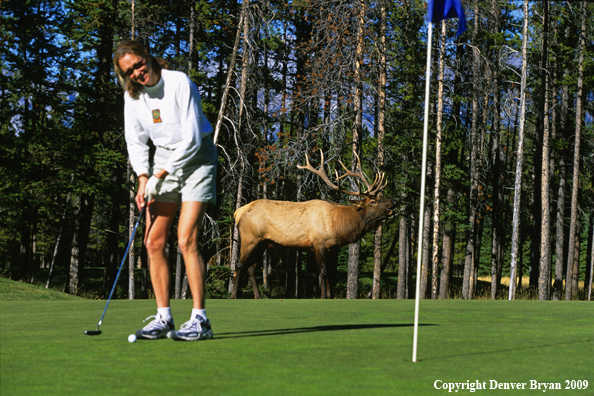 Golfer with Elk on Golf Green