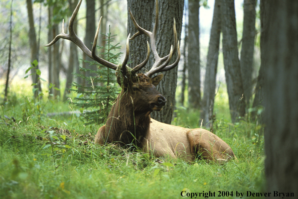 Bull elk bedded