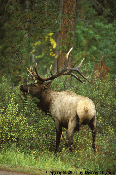 Bull elk at rub