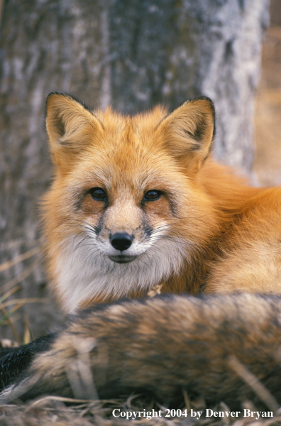 Red fox in habitat.