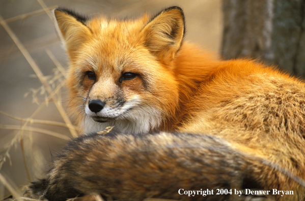 Red fox in habitat.