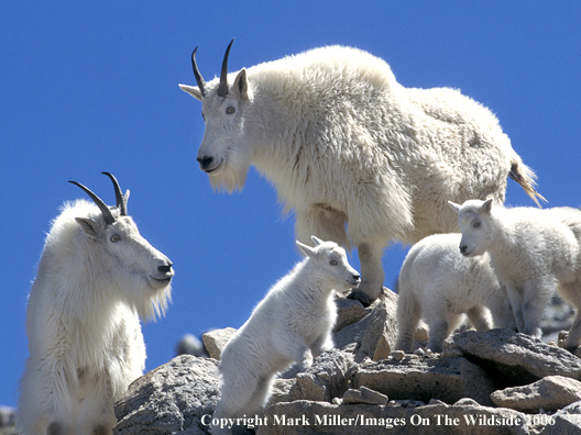 Rocky Mountain goats on rocky promontory.  