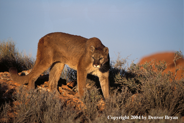 Mountain lion in habitat